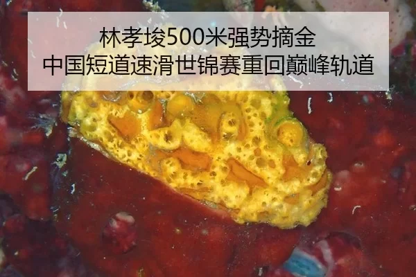 林孝埈500米强势摘金 中国短道速滑世锦赛重回巅峰轨道